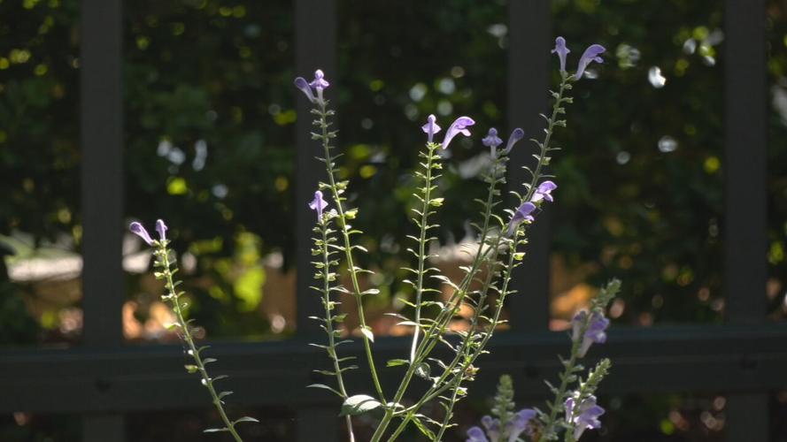 The WDRB 'Flutter Farm' habitat for monarch butterflies (as of July 21, 2023).