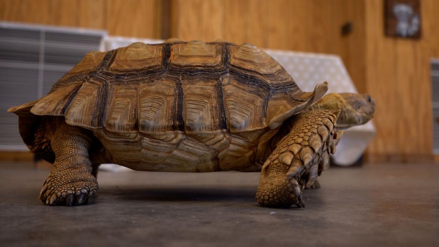 Turtle Yoga at Second Chances Wildlife Center