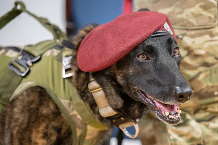 K9 Callie, only search-and-rescue dog in DOD, retires from Kentucky Air Guard