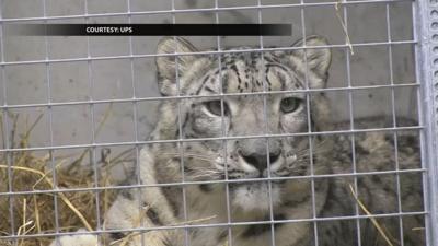 Meru arrives at Louisville Zoo