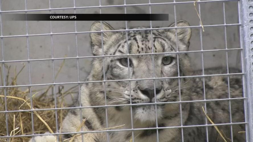 Meru arrives at Louisville Zoo