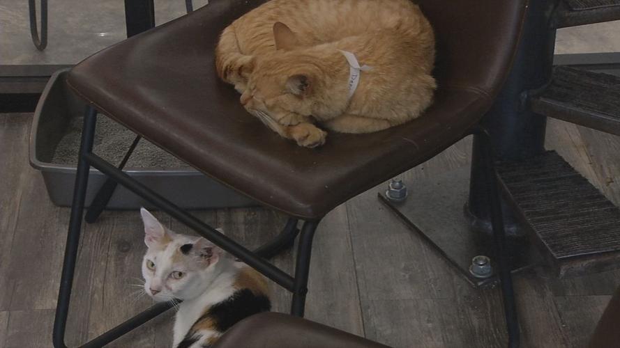 raw CAT CAFE MOTHER'S DAY TWO CATS 5-12-19.jpg