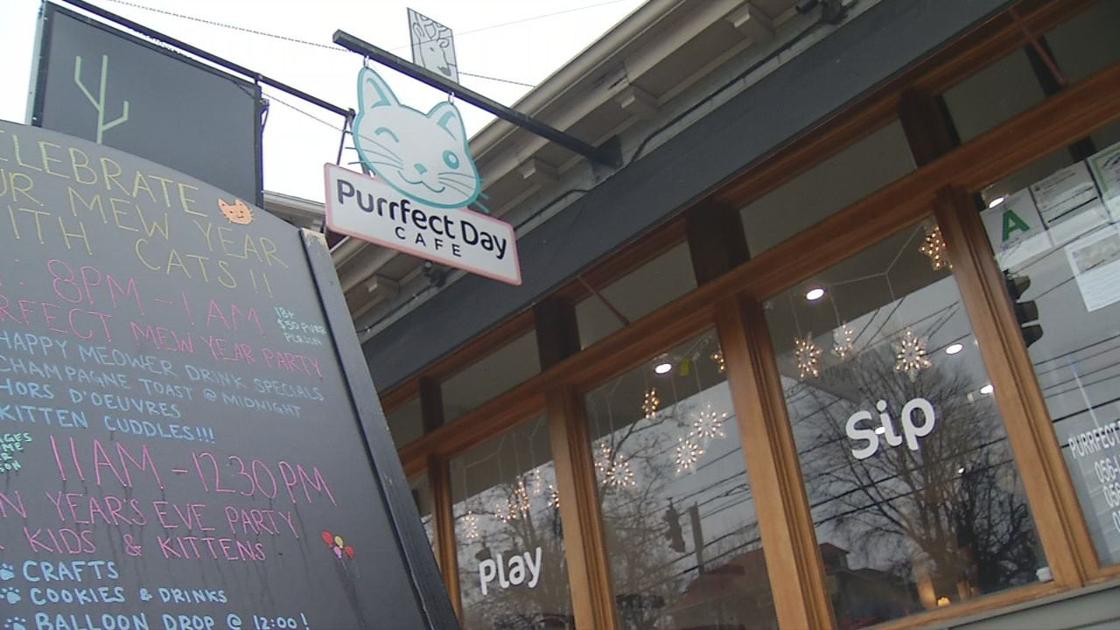  Purrfect  Day Cat  Cafe  to expand to Covington Community 