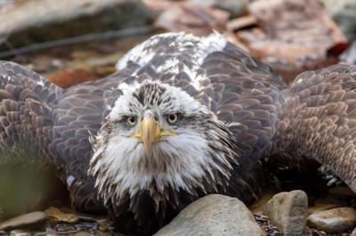 Bald eagle at Bernheim Forest on rocks