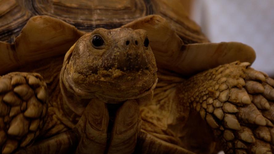 Turtle Yoga at Second Chances Wildlife Center