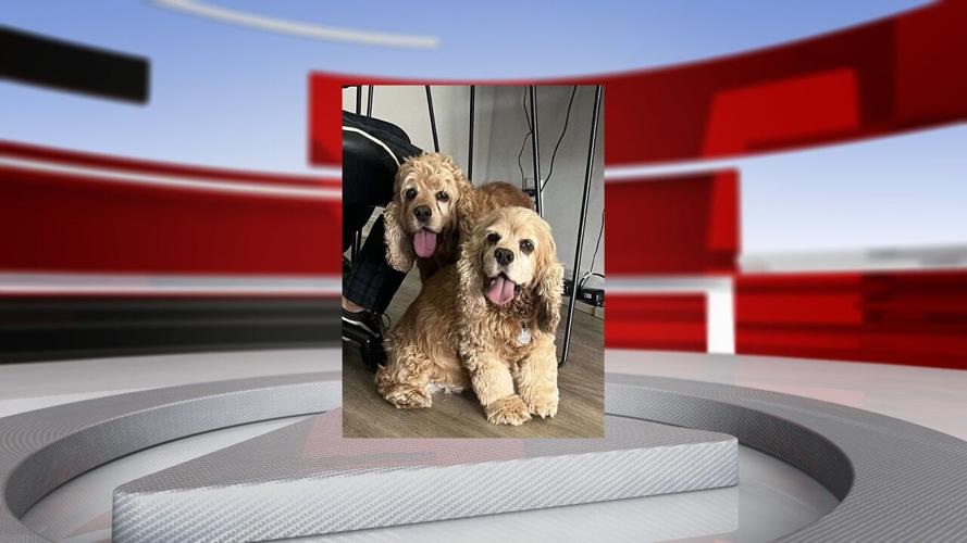 Dogs Sammy and Lilly - 9.20.25