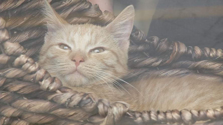 raw CAT CAFE MOTHER'S DAY window cat 2 5-12-19.jpg