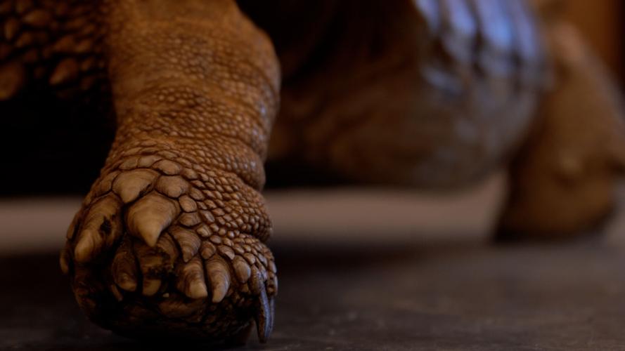 Turtle Yoga at Second Chances Wildlife Center