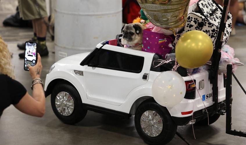 Bluegrass Pugfest was held at the Kentucky Exposition Center