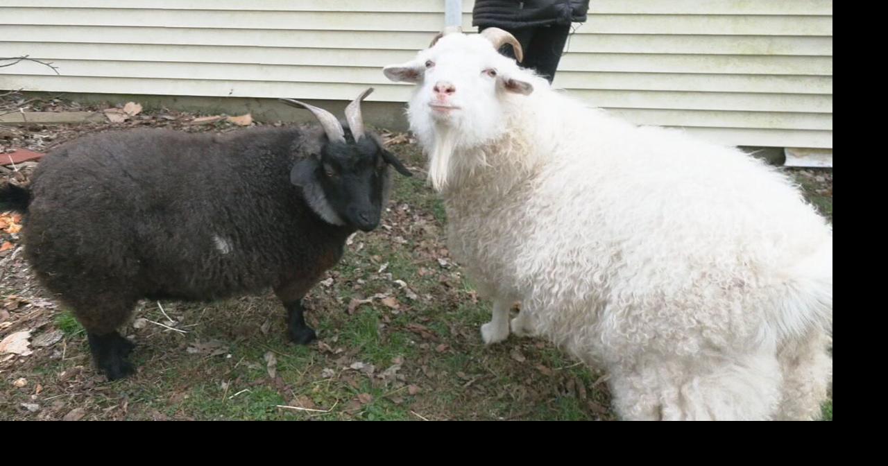 After miniature horse controversy, goat owners face same Louisville law