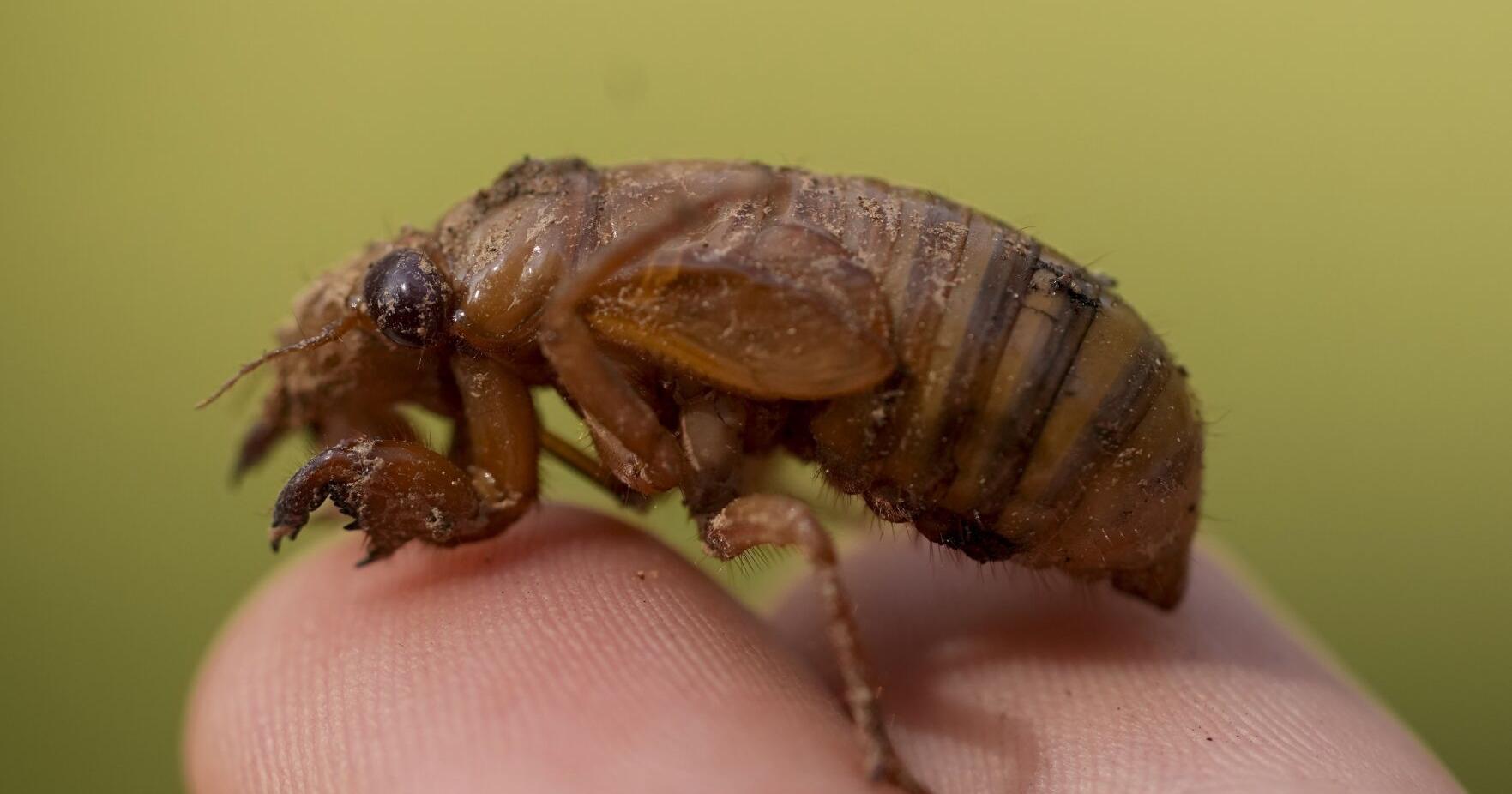 Cicada-geddon is coming this spring. It's the biggest bug emergence in centuries. - Vimarsana News
