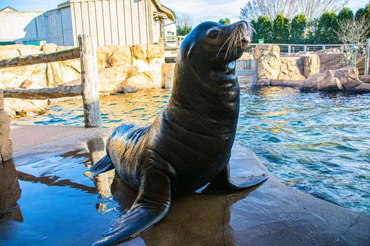 Bart, a California sea lion