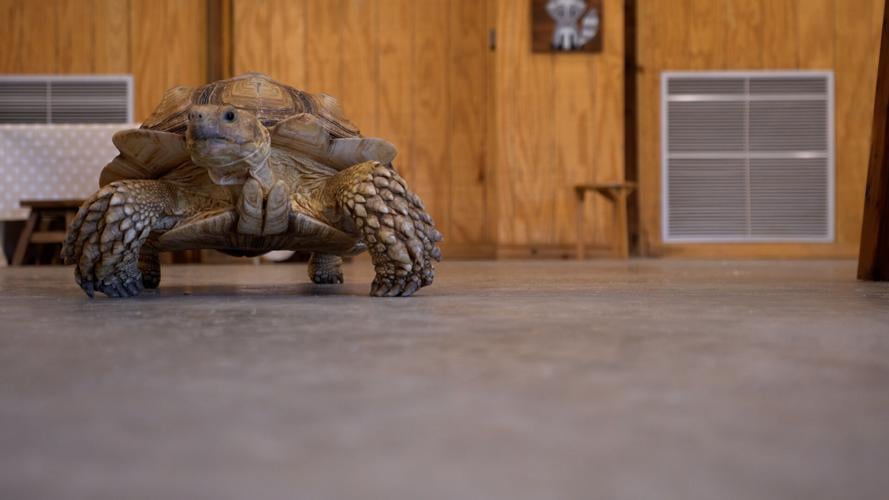 Turtle Yoga at Second Chances Wildlife Center