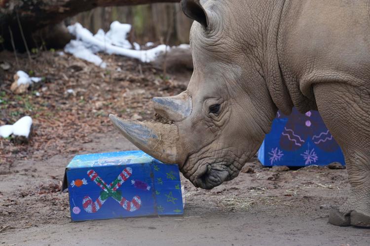 Beary Happy Holiday at the zoo - 12.6.25