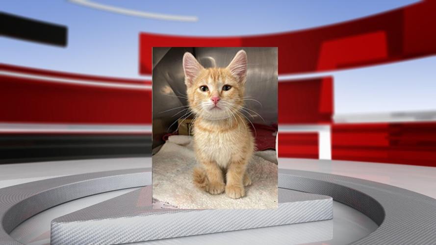 Komatsu kitten headshot.jpg