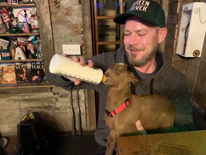 Bockfest goat gets fed