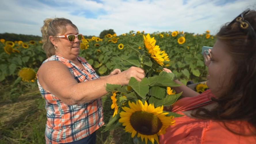 GALLREIN SUNFLOWER FESTIVAL