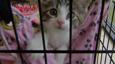 Hardin County Animal Shelter working with Louisville non-profit to stem influx of stray cats