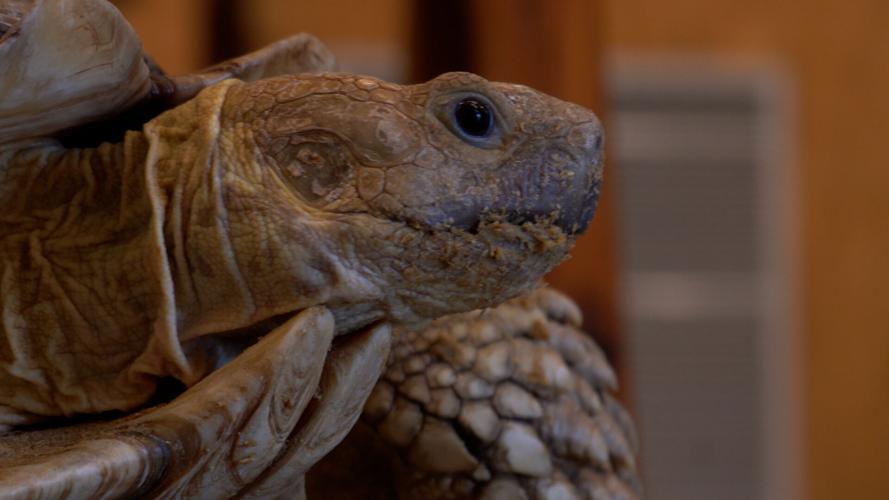 Turtle Yoga at Second Chances Wildlife Center