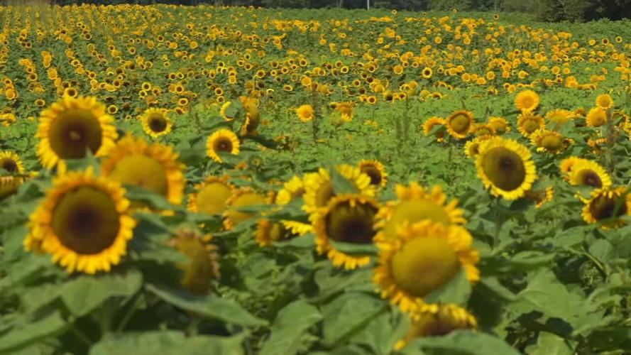 GALLREIN SUNFLOWER FESTIVAL