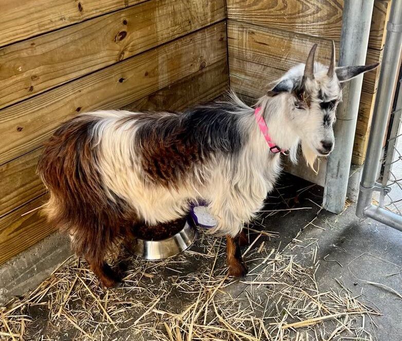 UPDATE: Louisville animal services says goat found near Middletown