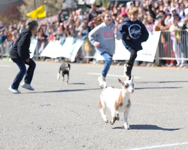 Goats run in the race.JPG