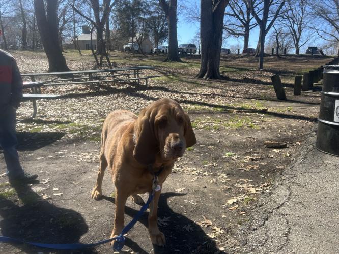 Dogs used in search of Andrea Knabel - 2.28.26