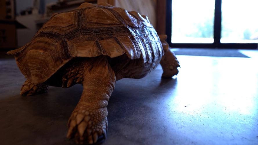 Turtle Yoga at Second Chances Wildlife Center