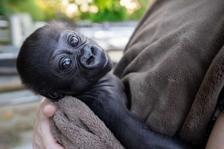 Abeo - Louisville Zoo fostering baby gorilla - Aug. 20, 2024 2