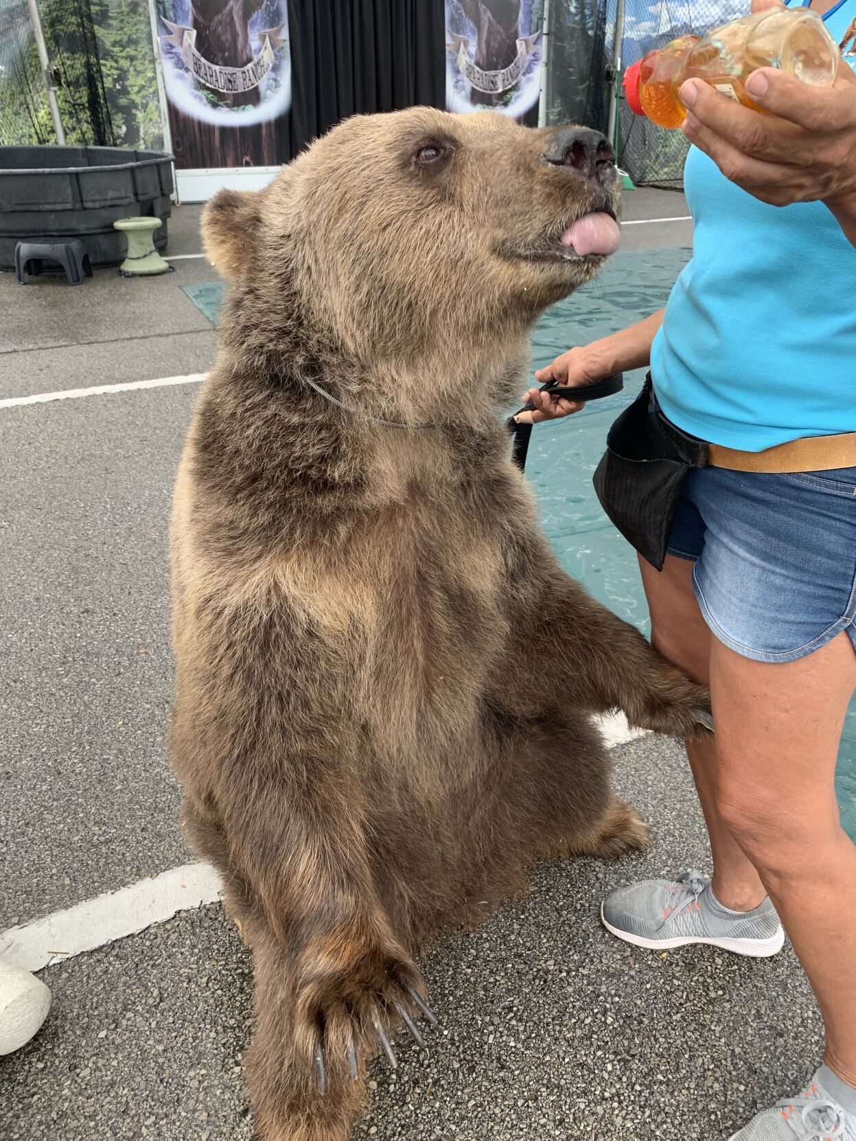 Bear at the Fair