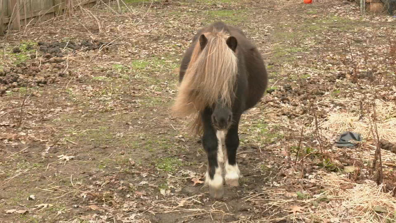He's my baby' | Neighbors rally to save miniature horse after