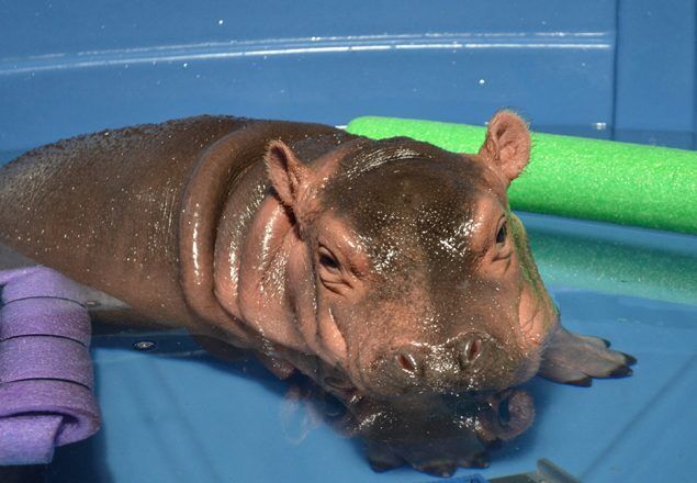 Fiona back in 2017