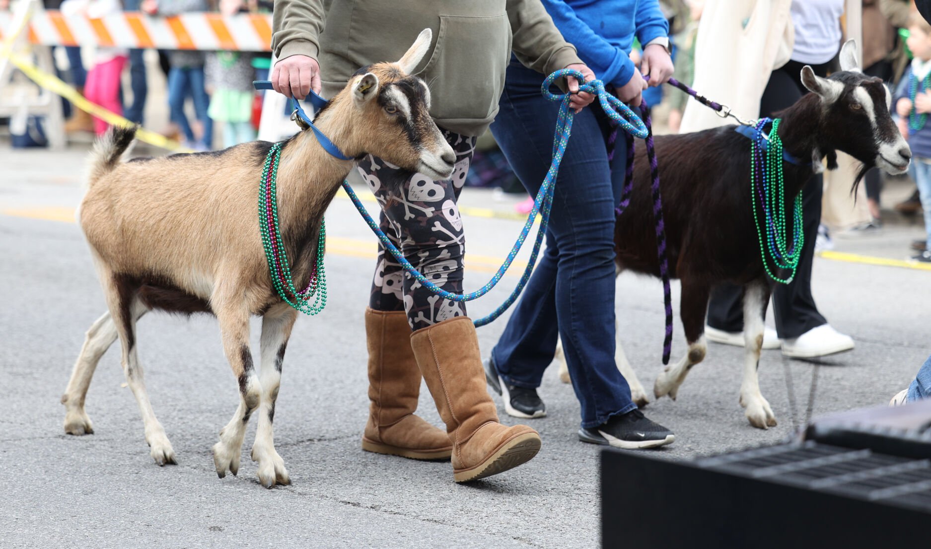 Goats at parade