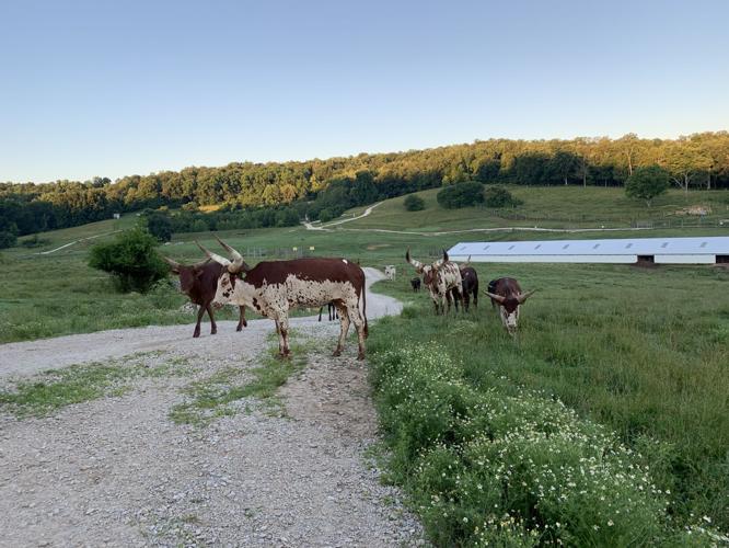 Wilstem Wildlife Park - Cattle