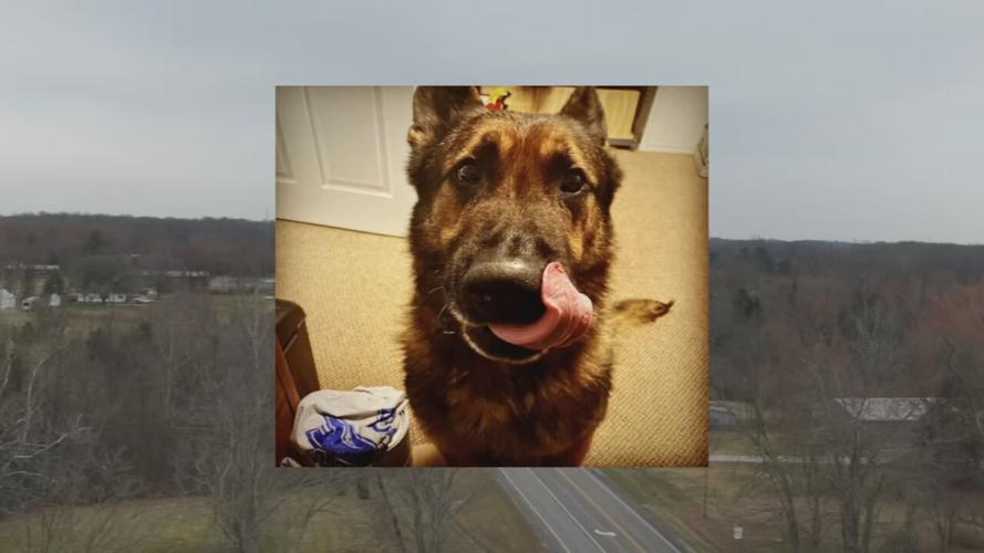 Rony K-9 Greenville Police.jpeg