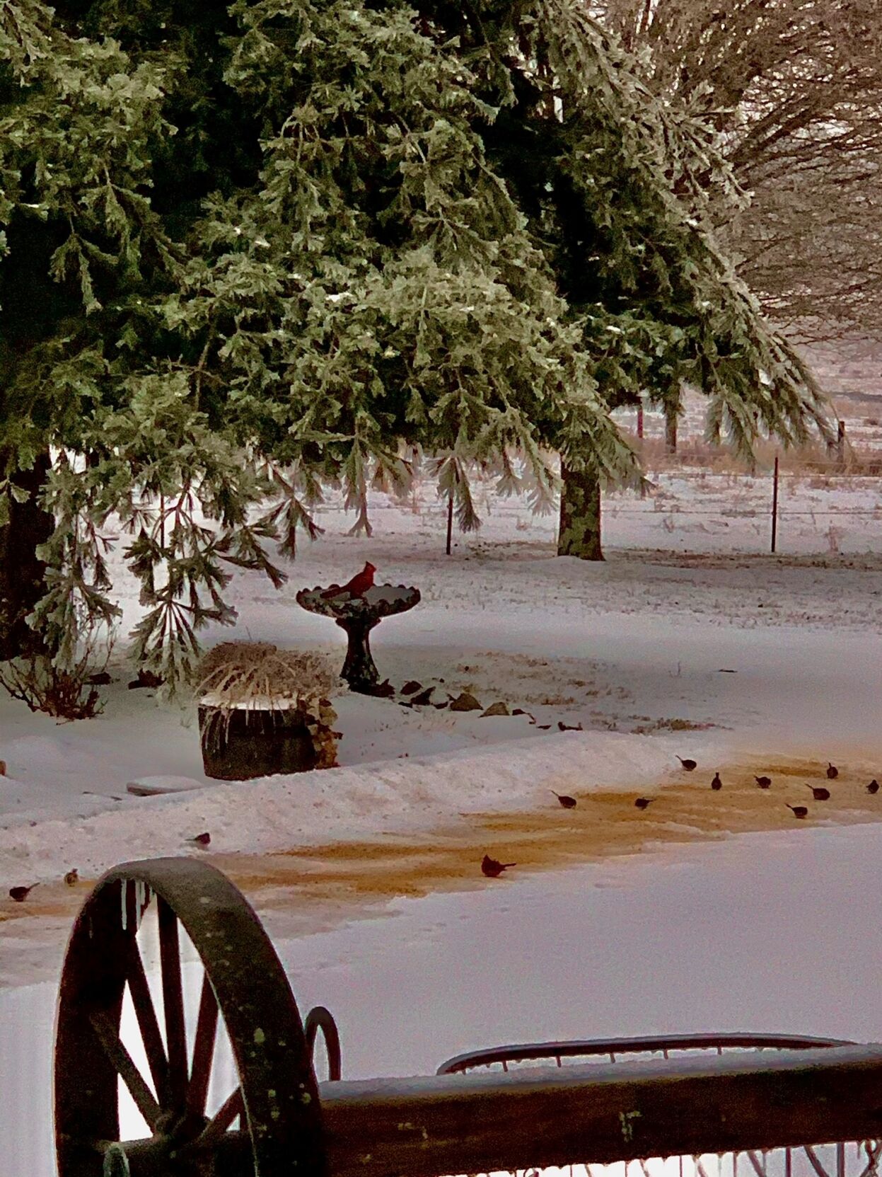 Cardinal on snow covered bird feeder in Hodgenville