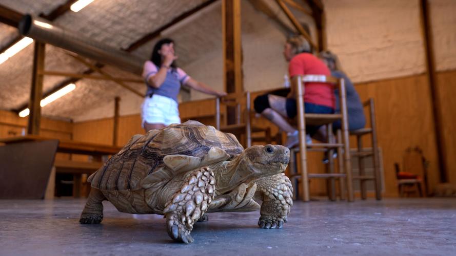 Turtle Yoga at Second Chances Wildlife Center