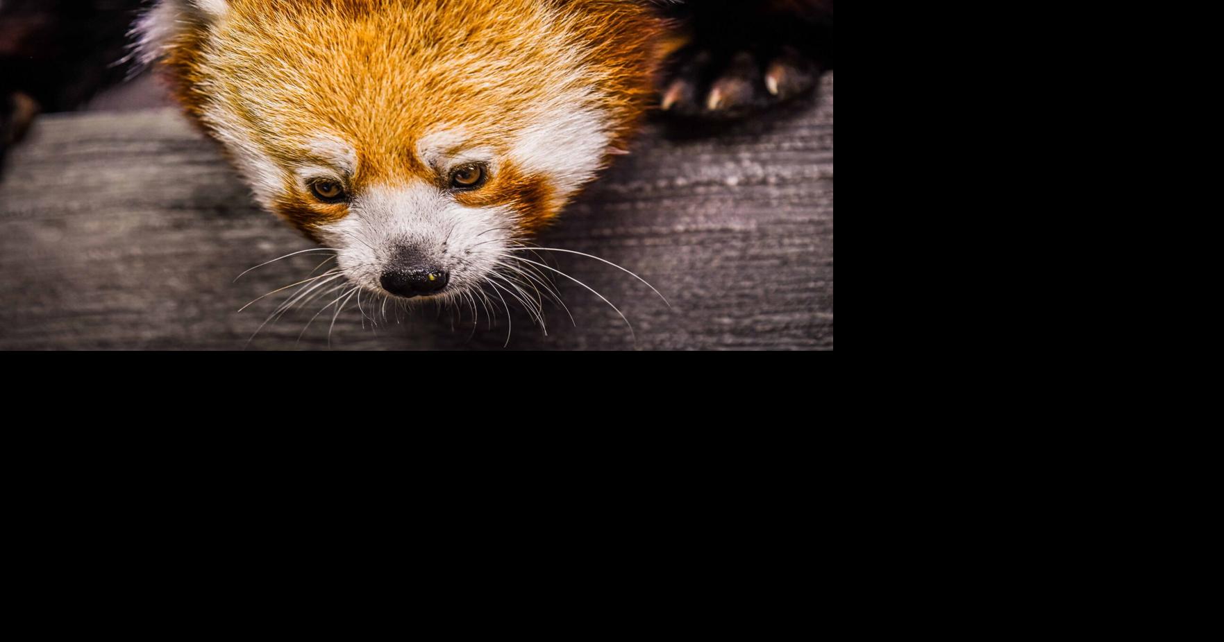 A red panda was unveiled as the Louisville Zoo's newest animal on May