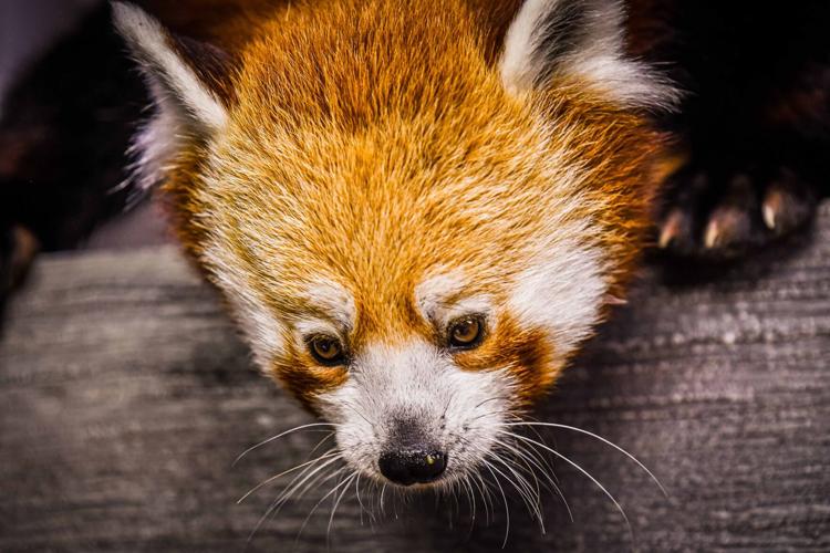A red panda was unveiled as the Louisville Zoo's newest animal on May 16, 2023.