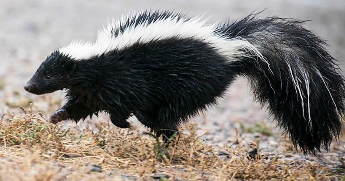 Indiana's 1st case of skunk rabies in 20 years is a 'wake-up call for ...