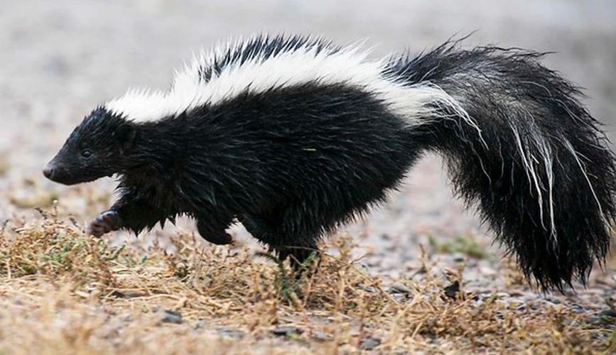 Skunk (generic)