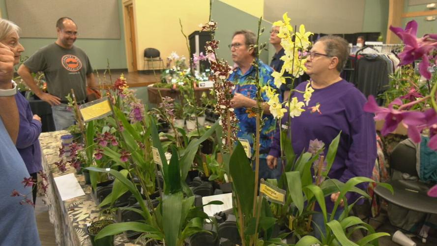 KY ORCHID SOCIETY SHOW