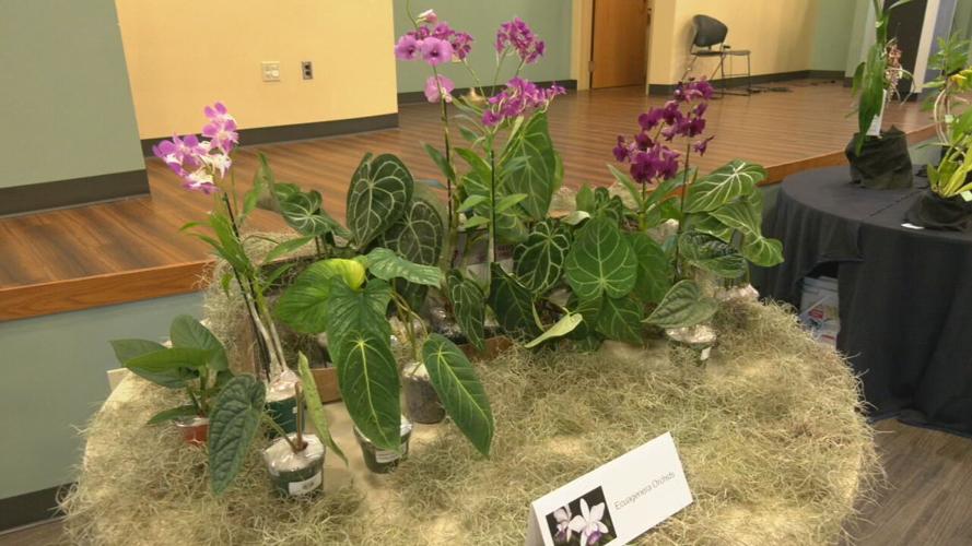 KY ORCHID SOCIETY SHOW