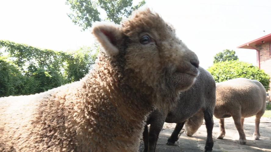 Lamb Mowers of Kentucky