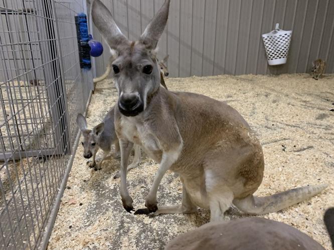 Wilstem Wildlife Park