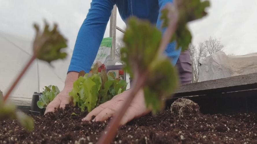 Wallitsch Gardens cold crops