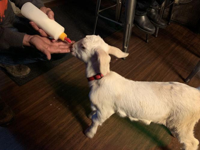 Bockfest goat takes bottle