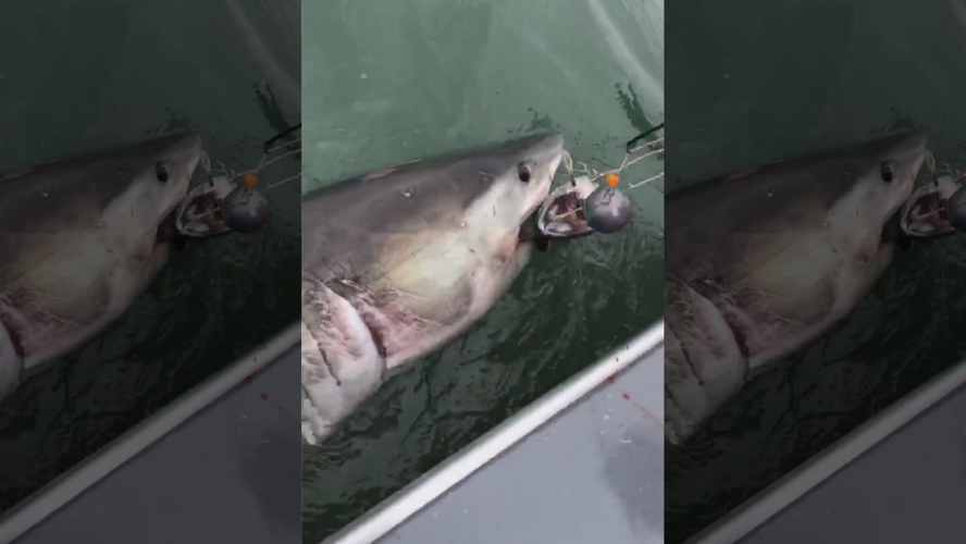 Great White Caught by Fisherman