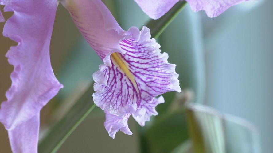 RKY ORCHID SOCIETY SHOW