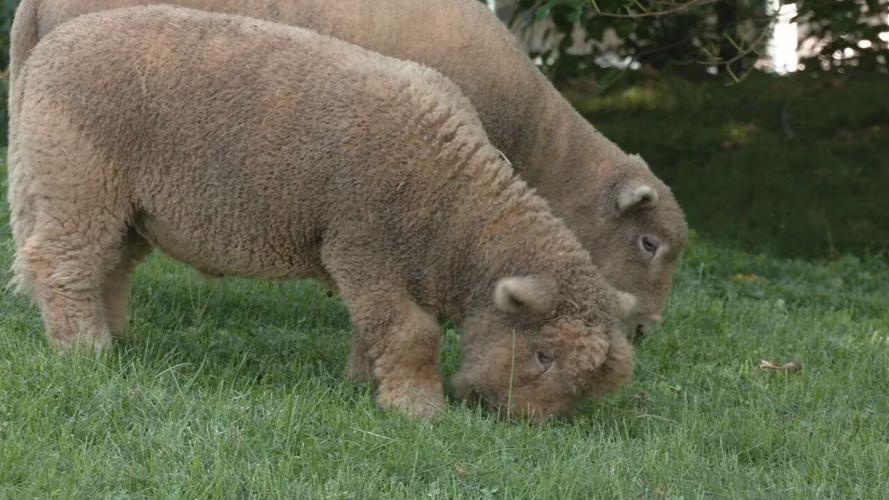 Lamb Mowers of Kentucky
